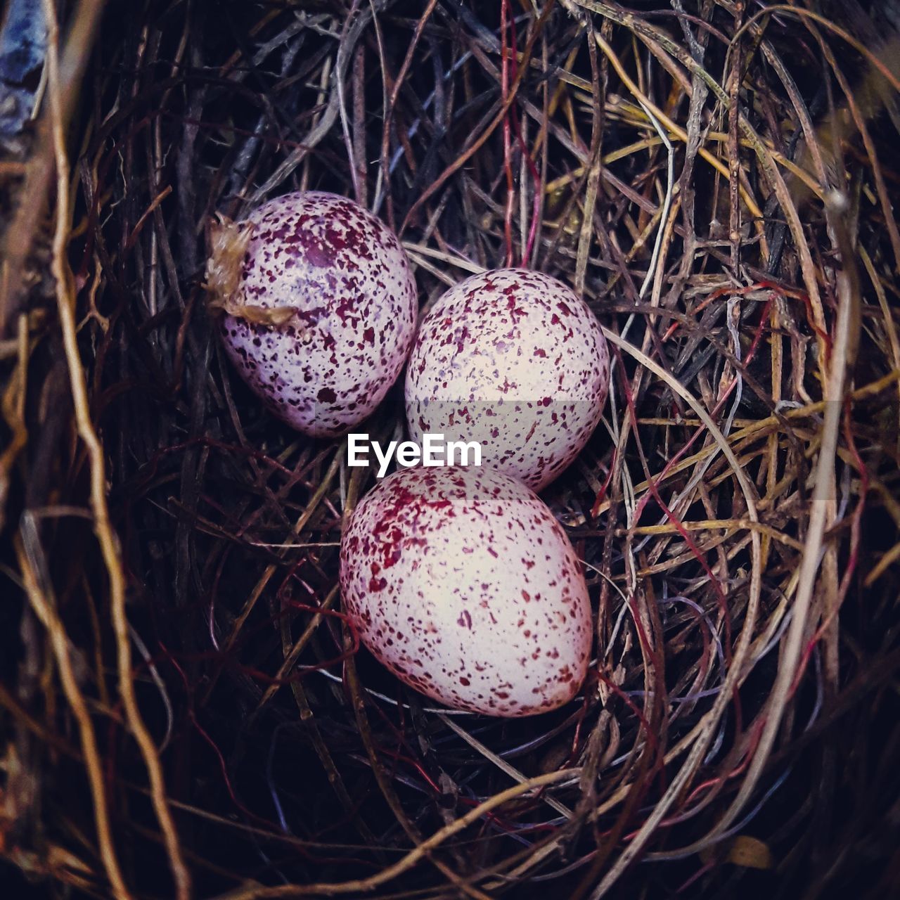 High angle view of eggs in nest