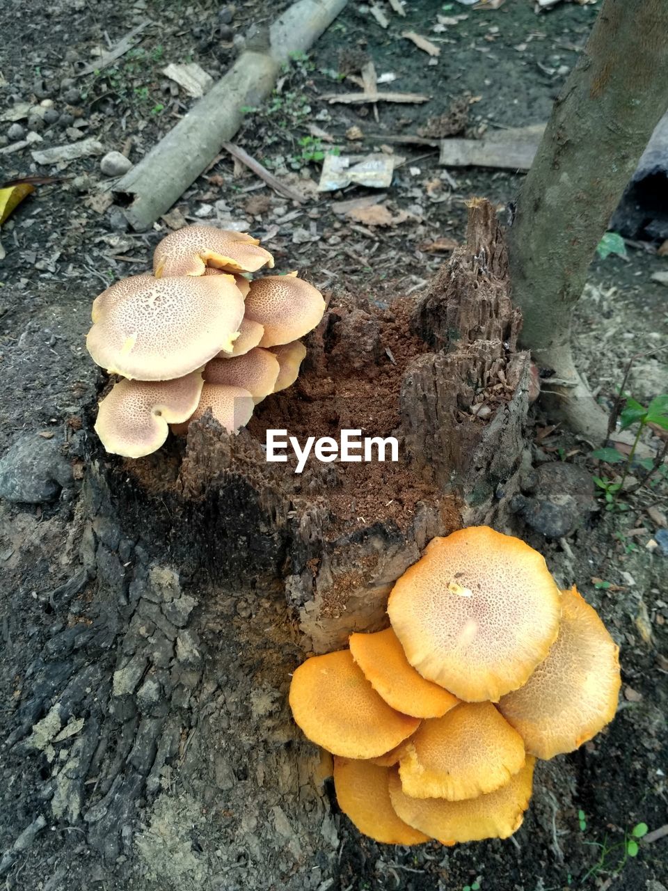 CLOSE-UP OF MUSHROOMS GROWING ON FIELD