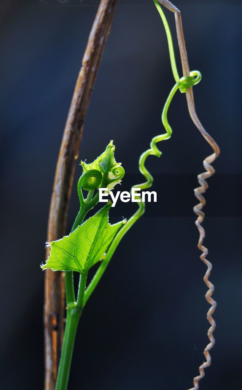 CLOSE-UP OF GREEN PLANT