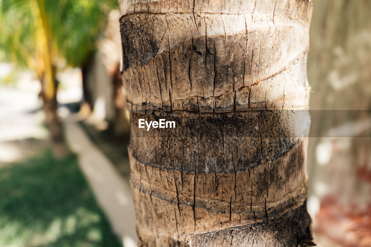 Close-up of wooden trunk of a palm tree