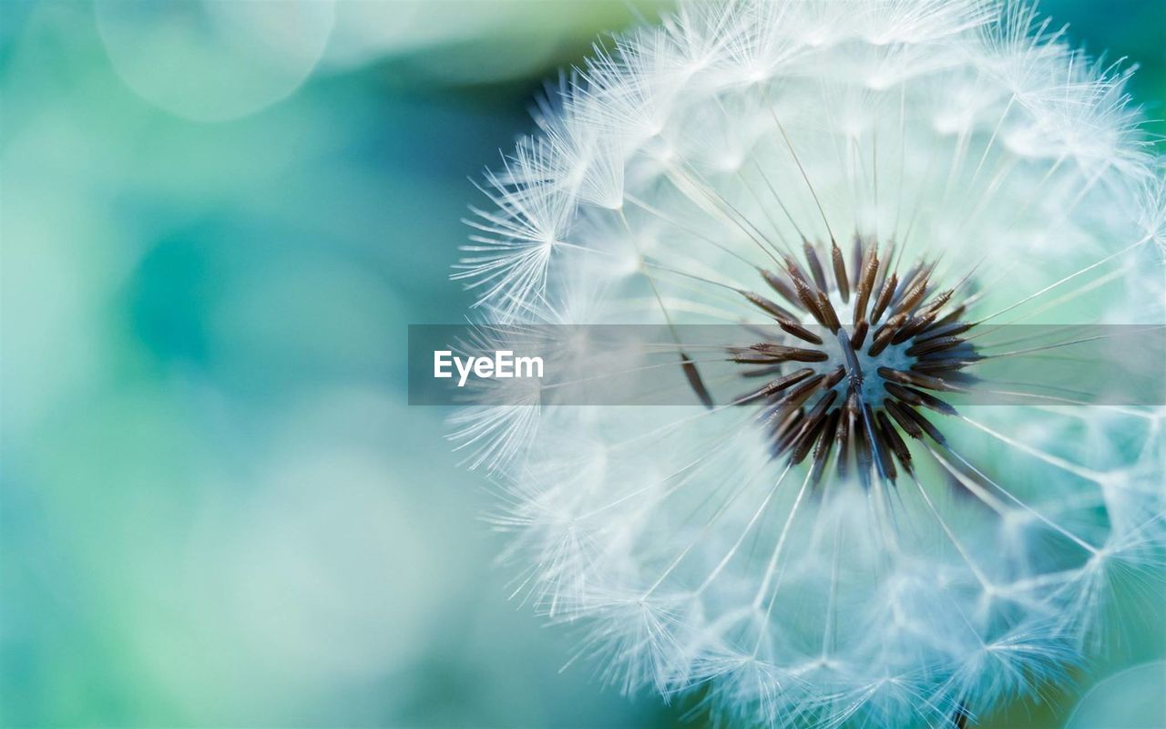 Close-up of dandelion against blurred background