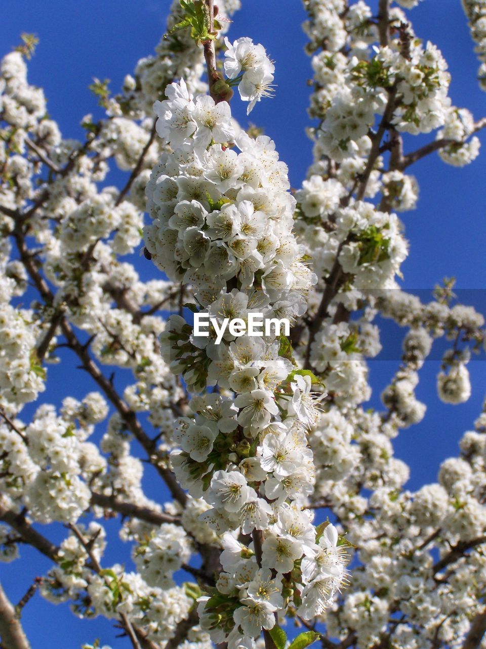 LOW ANGLE VIEW OF CHERRY BLOSSOM TREE