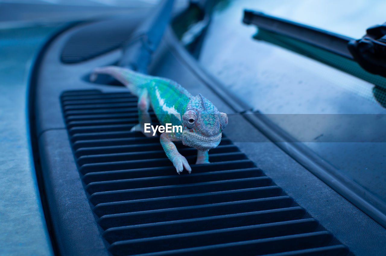 Close-up of chameleon on car