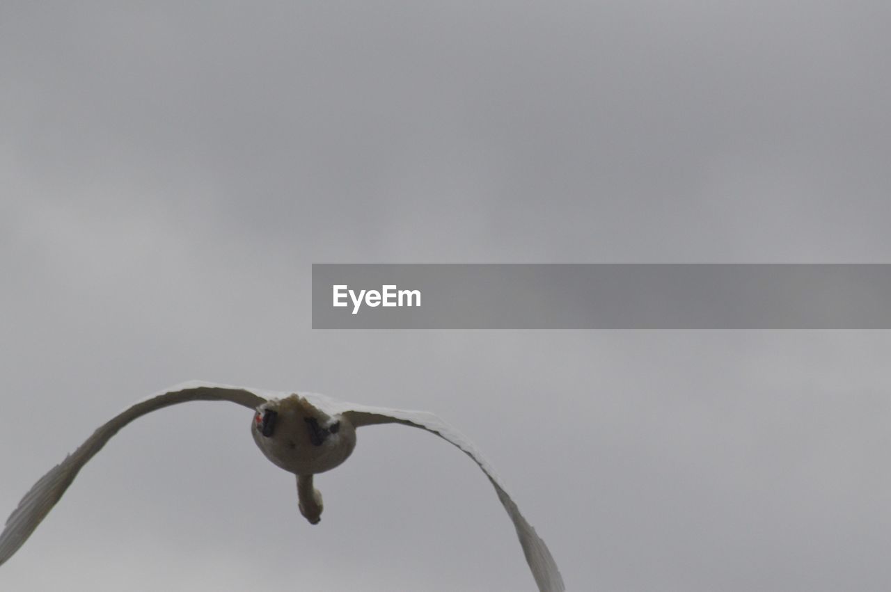 CLOSE-UP OF BIRD PERCHING OUTDOORS