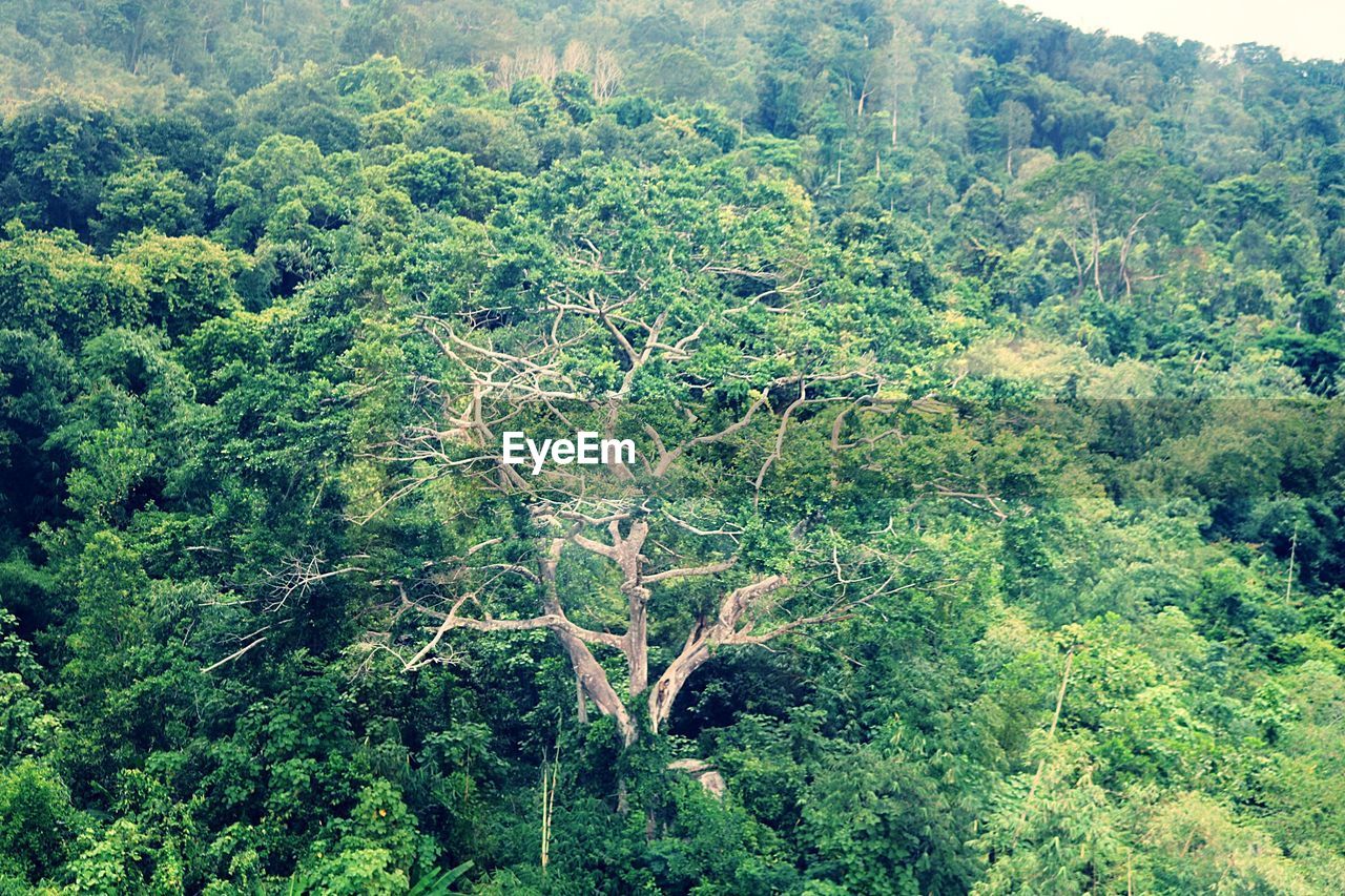 HIGH ANGLE VIEW OF TREES