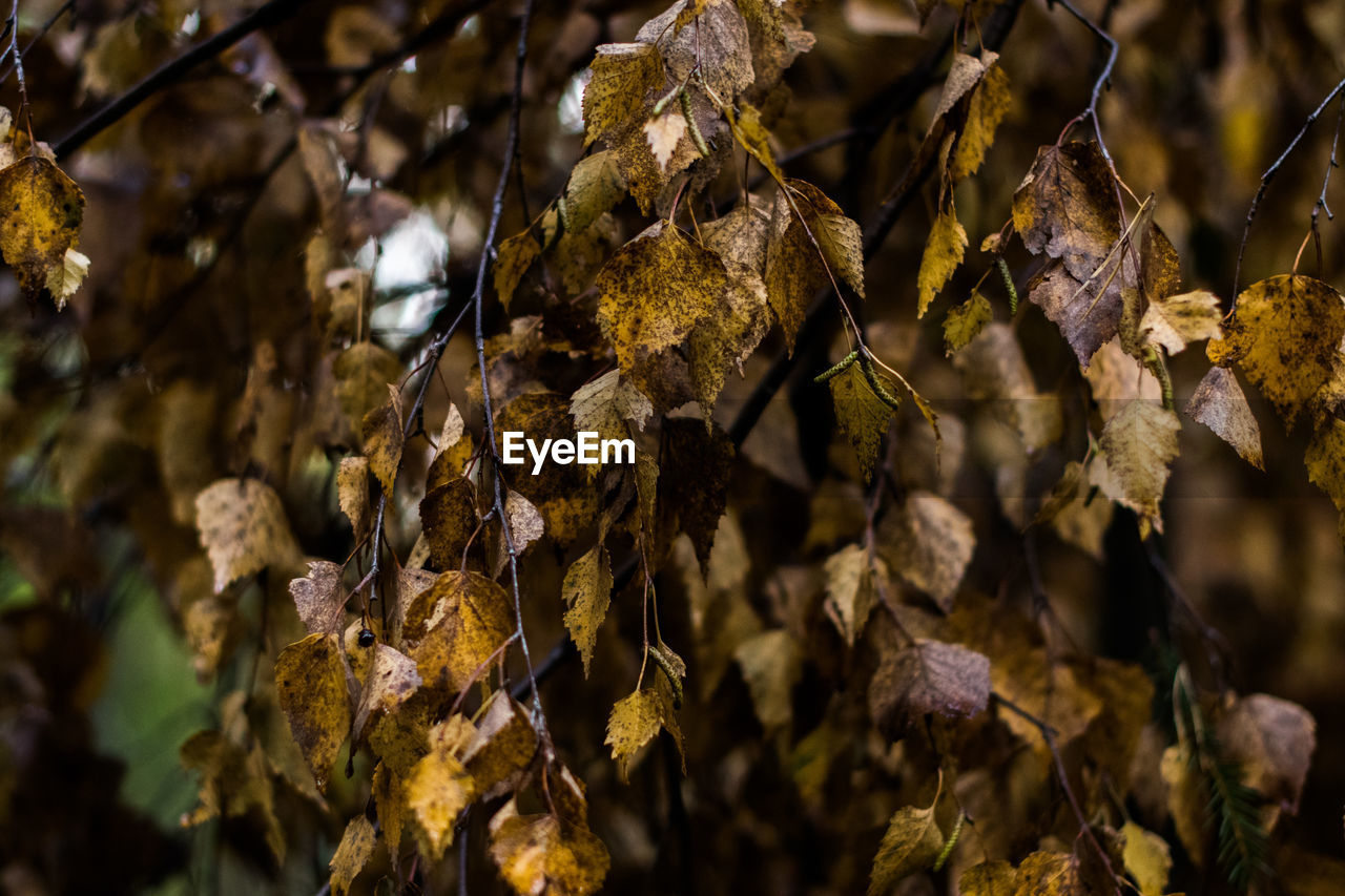 Close-up of dried leaves