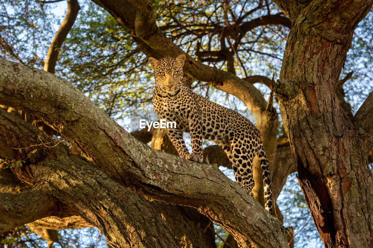 Leopard stands on tree branch looking down