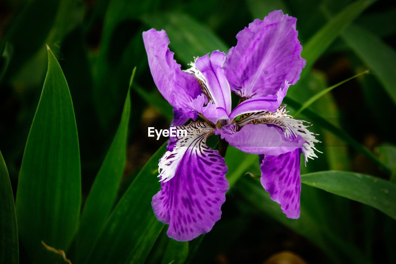 Close-up of purple flower blooming outdoors