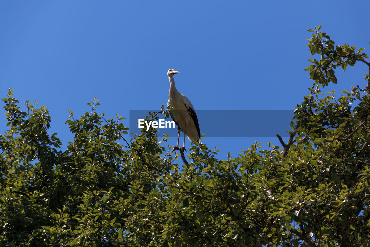 LOW ANGLE VIEW OF BIRD PERCHING ON TREE AGAINST CLEAR BLUE SKY