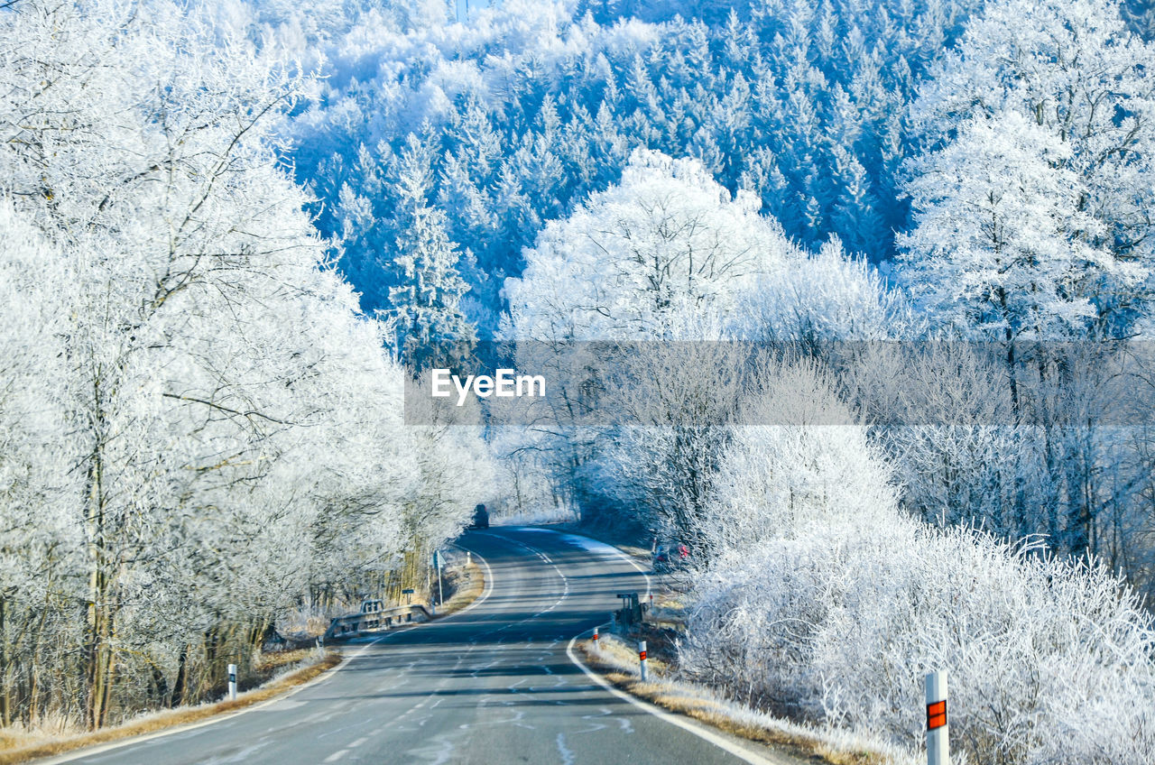 ROAD AMIDST SNOW COVERED TREES