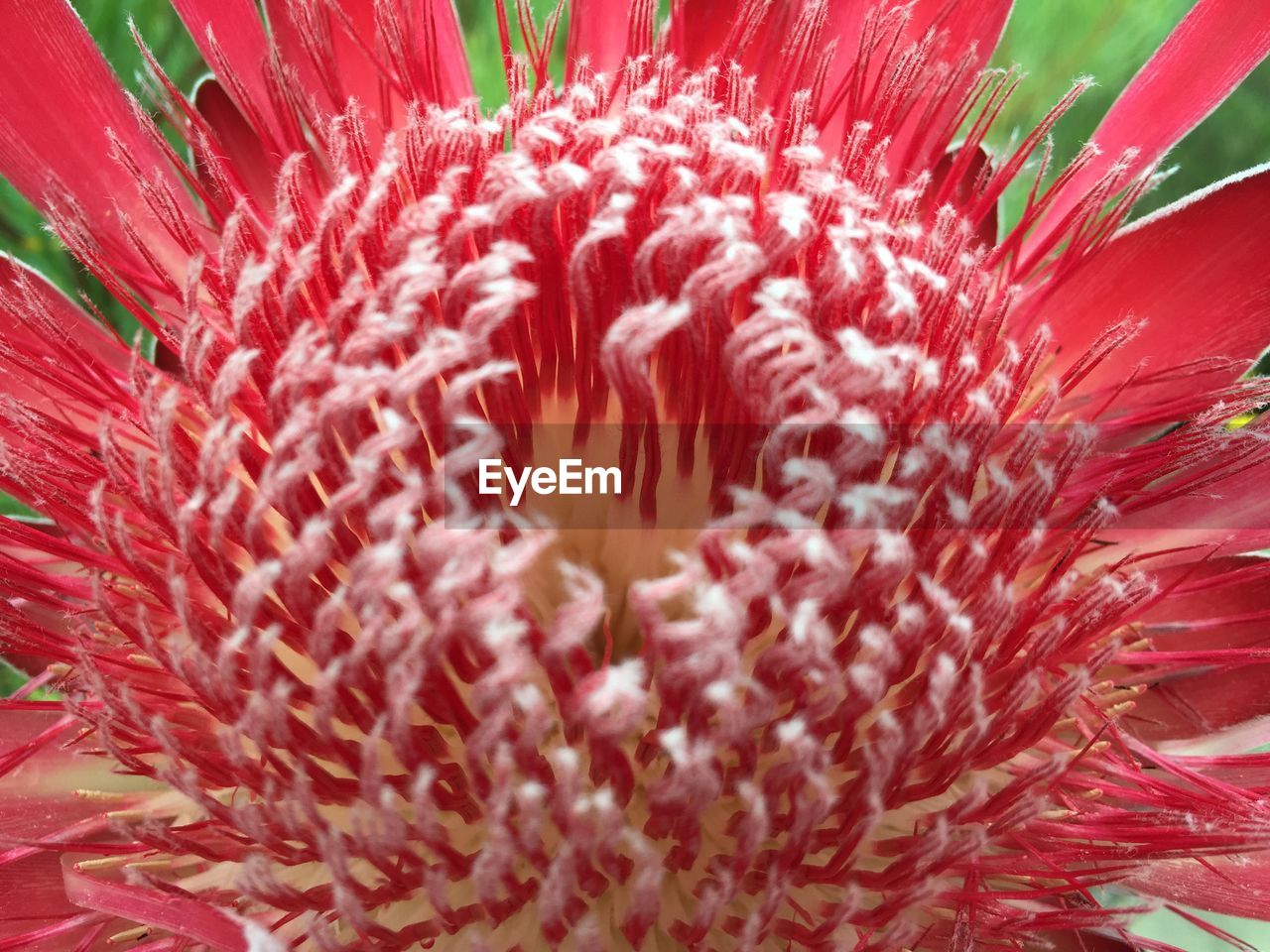 MACRO SHOT OF RED FLOWER