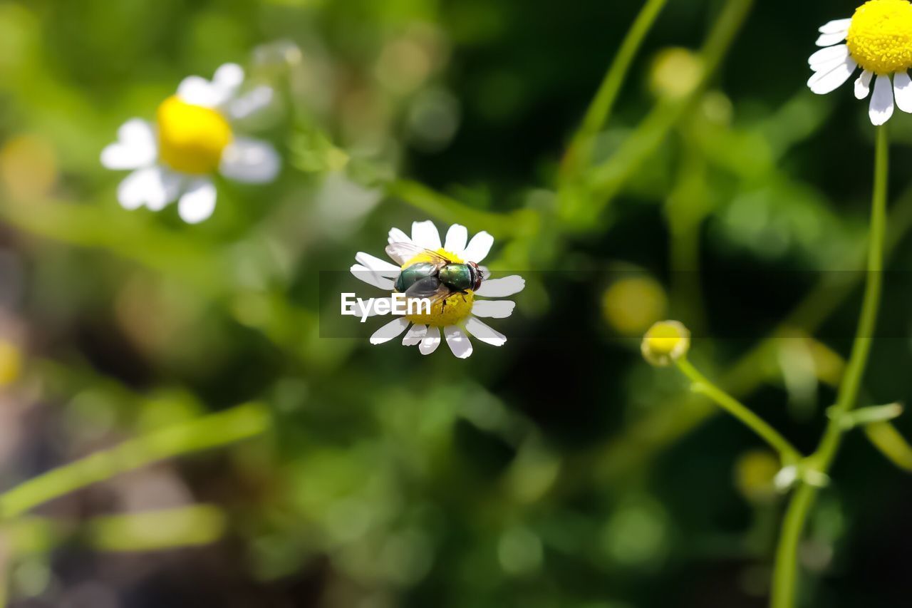 Close-up of white flowers blooming outdoors