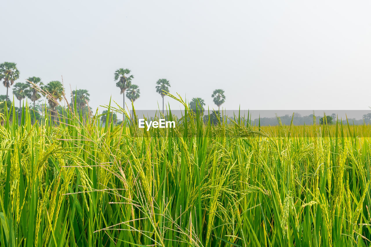 PLANTS GROWING ON FIELD AGAINST SKY