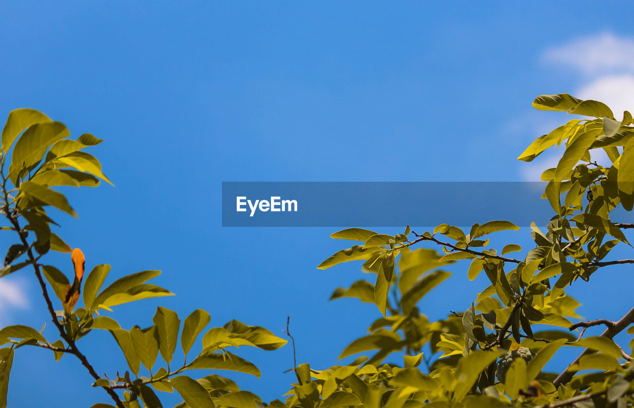 LOW ANGLE VIEW OF PLANT AGAINST CLEAR BLUE SKY