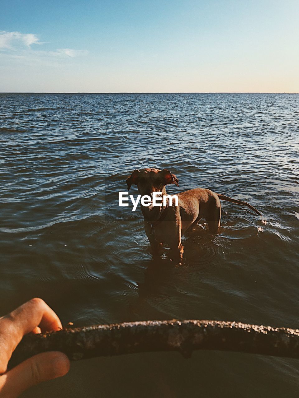 Cropped image of hand holding stick while dog standing in sea