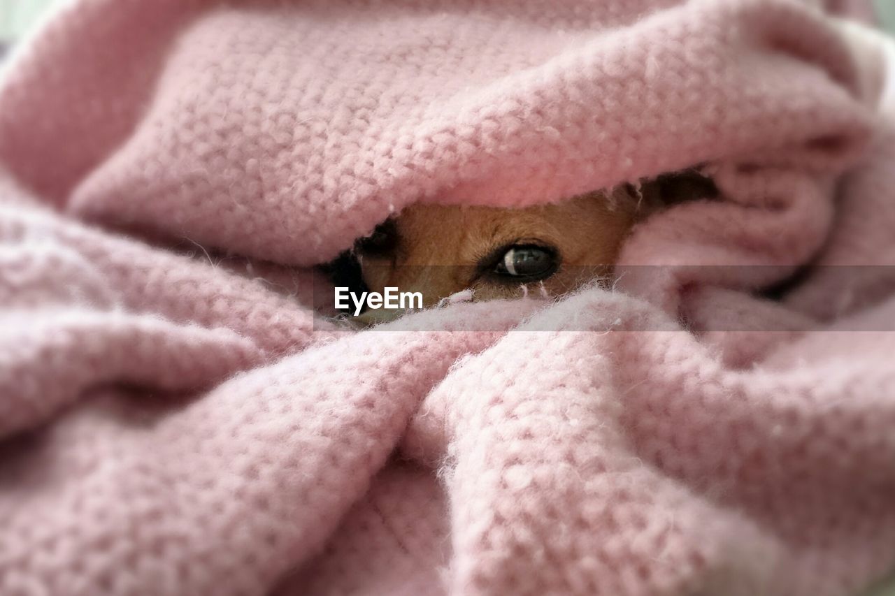 Portrait of puppy covered in pink blanket