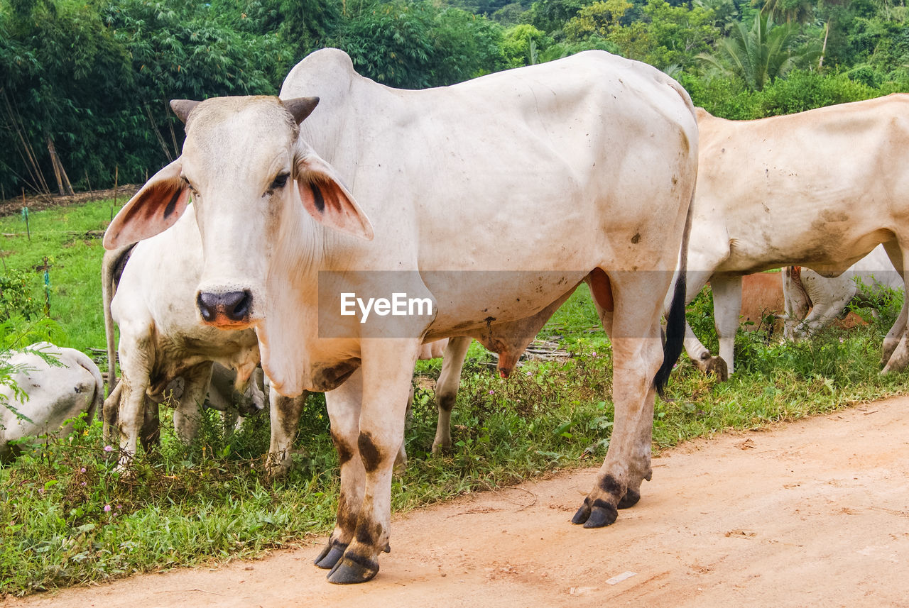 Cow looking at camera