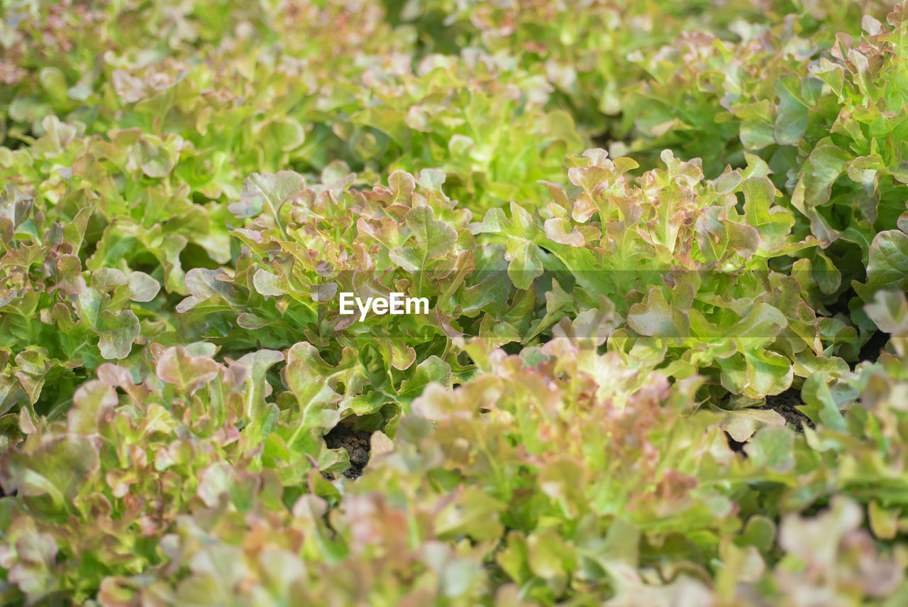 CLOSE-UP OF FLOWERING PLANTS ON LAND