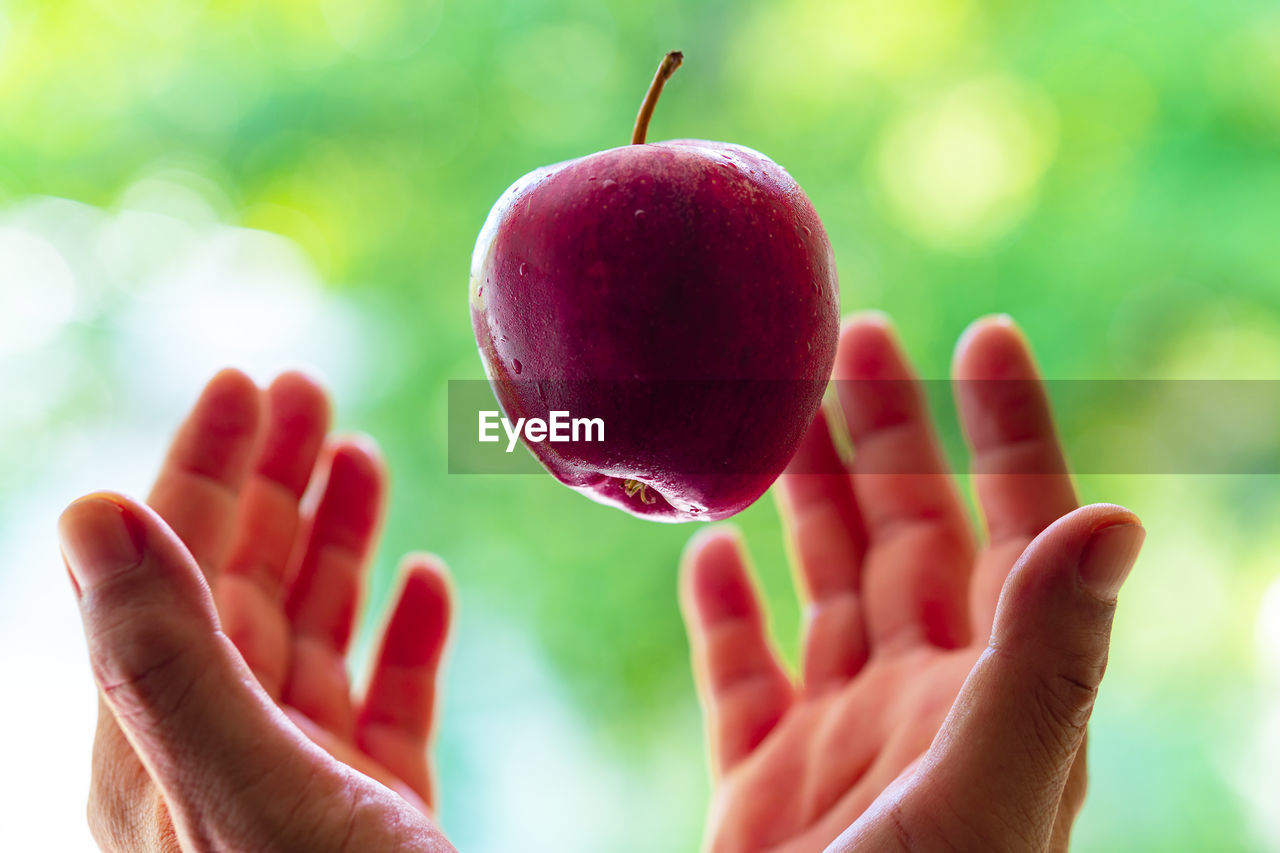 Close-up of hand holding apple. 