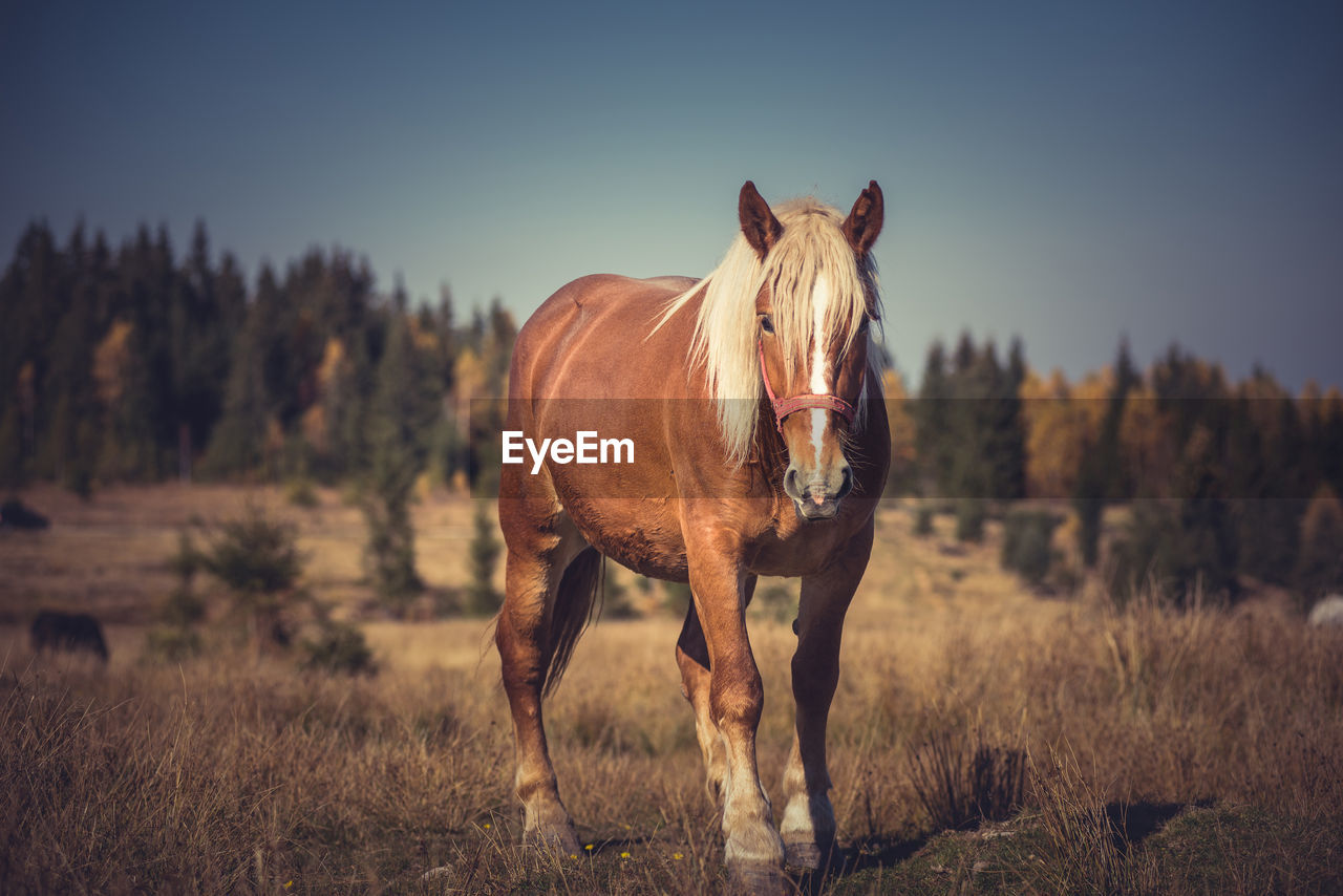 Horse walking on field