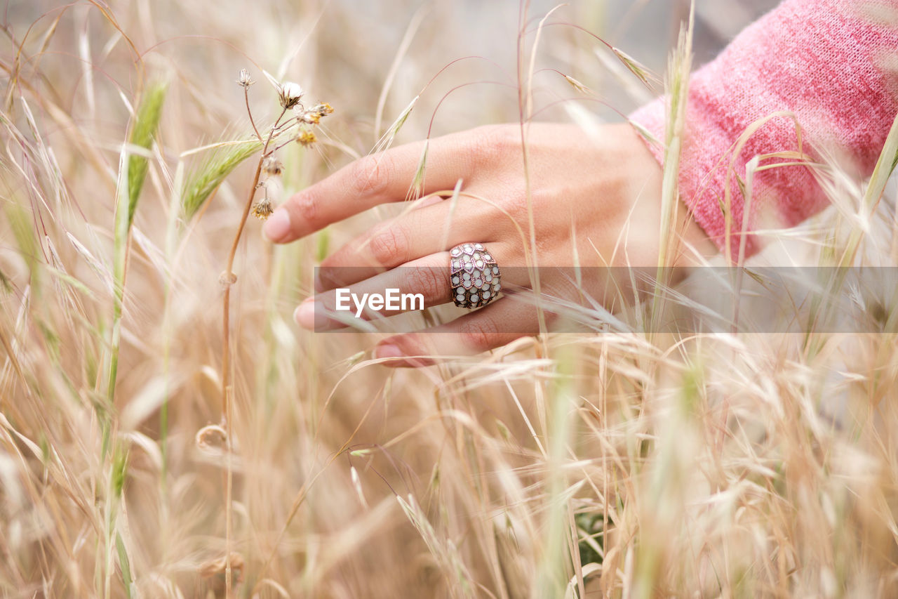 Woman's hand touching wheat in golden wheat field