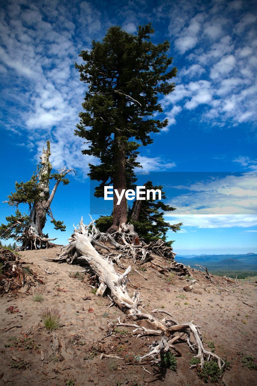 DEAD TREE ON FIELD AGAINST BLUE SKY