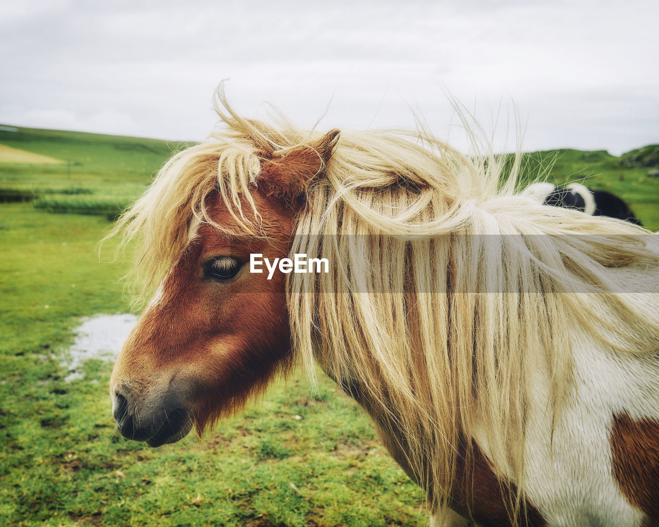 Pony on grassy field against clear sky