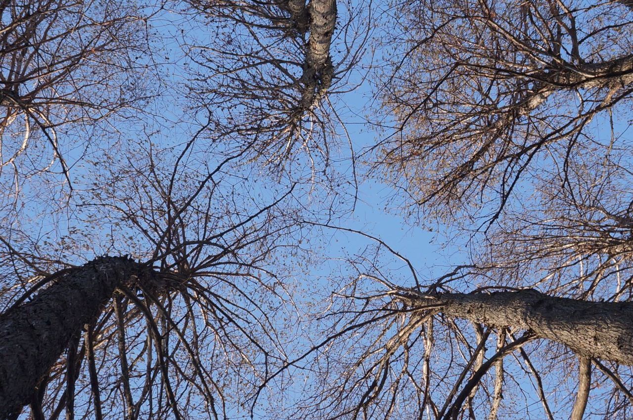 LOW ANGLE VIEW OF TREE AGAINST SKY