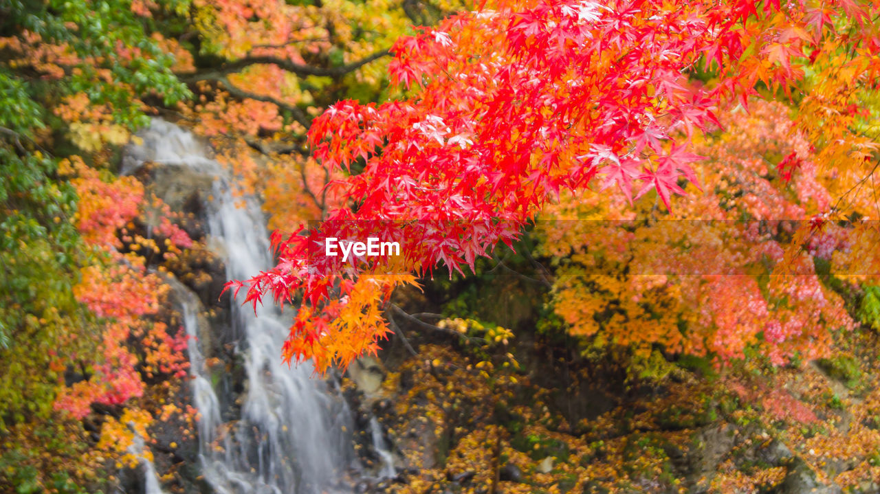 Red leaves against waterfall
