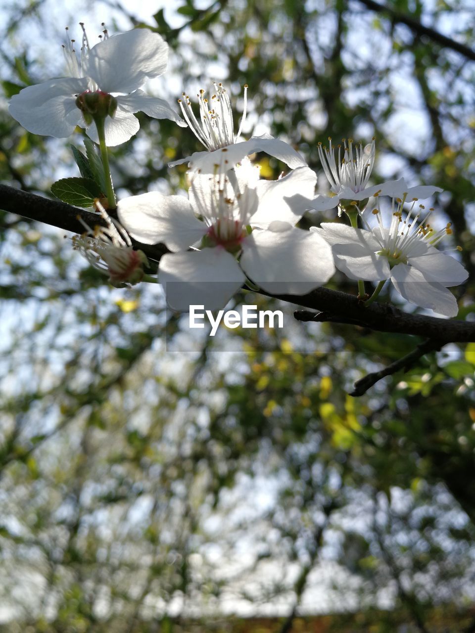 LOW ANGLE VIEW OF WHITE CHERRY BLOSSOM
