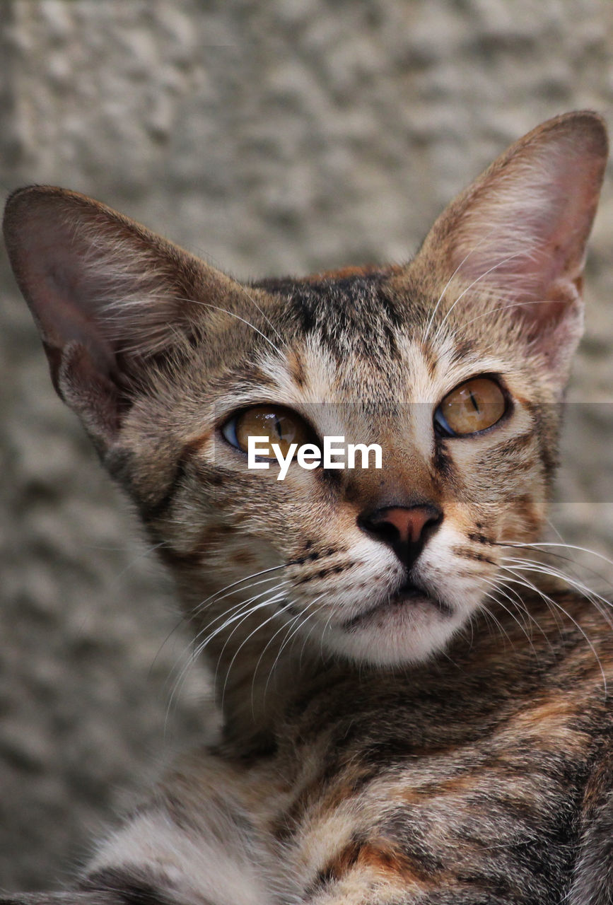 Close-up portrait of tabby cat