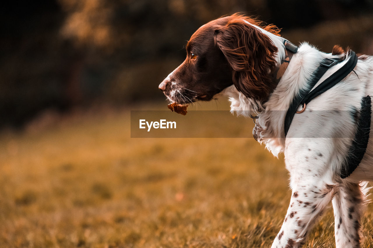 Dog looking away on field springer spaniel