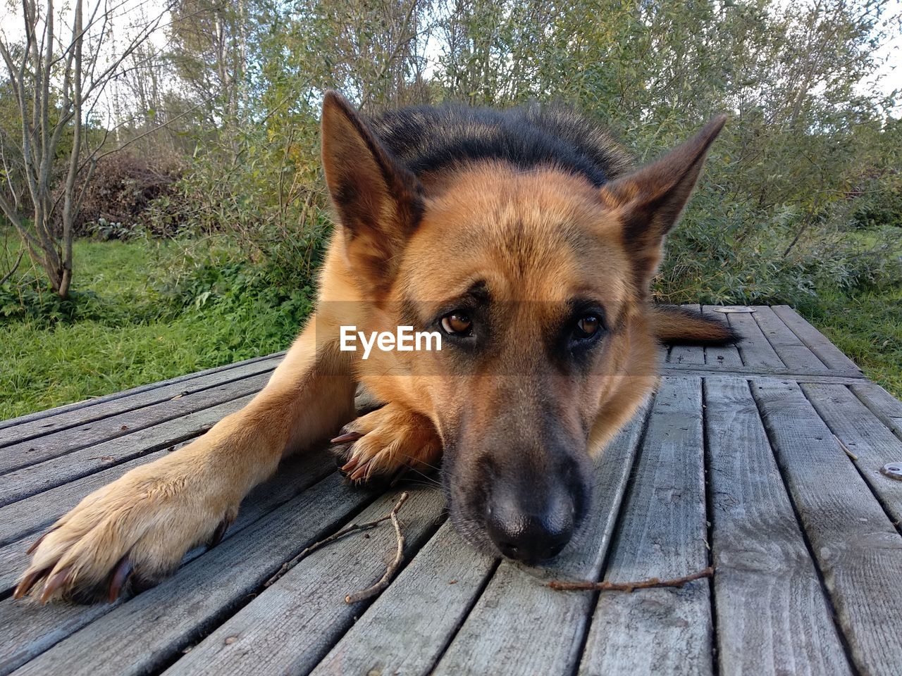 PORTRAIT OF DOG ON BOARDWALK