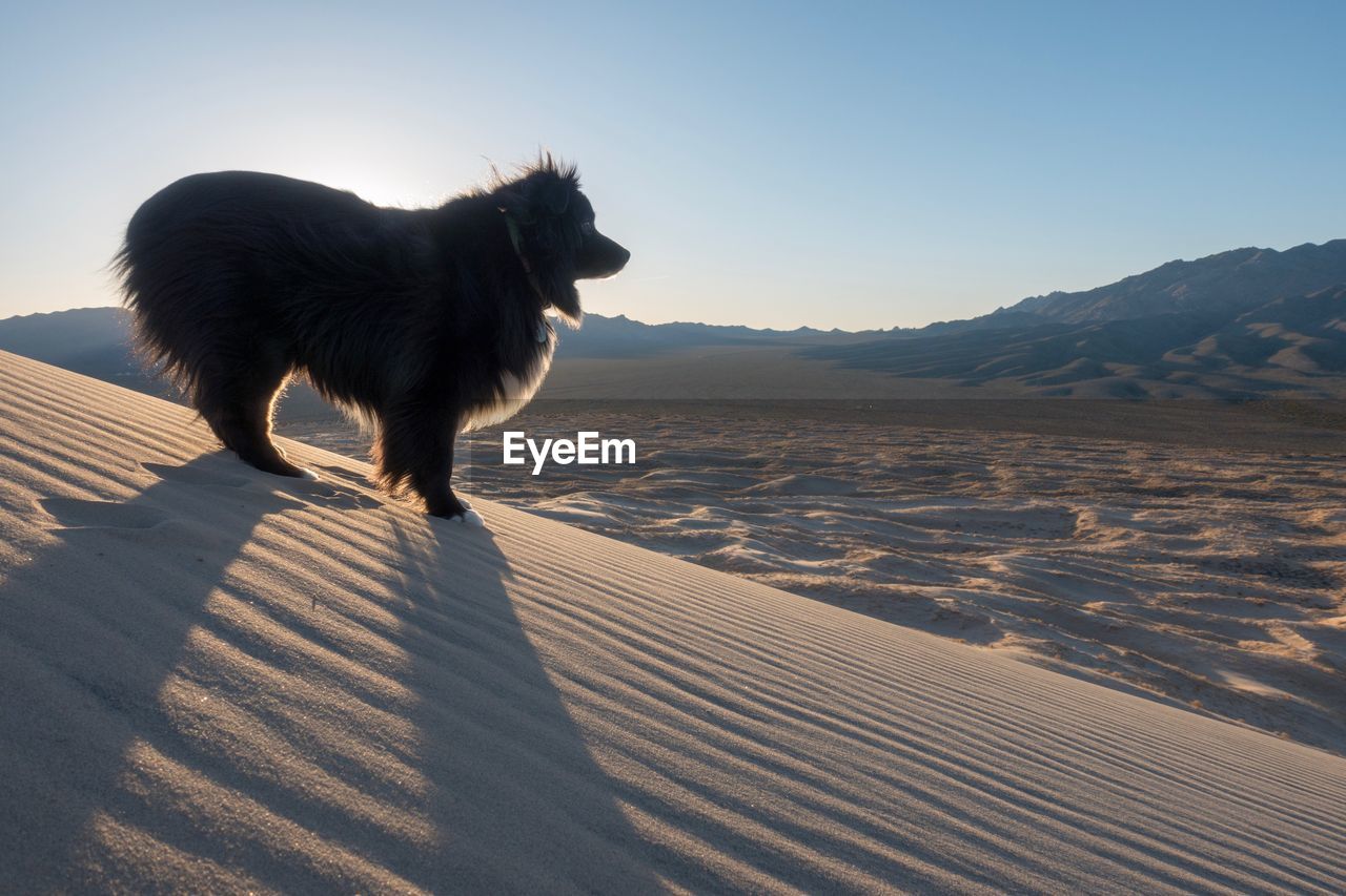 DOG ON SNOW COVERED MOUNTAIN