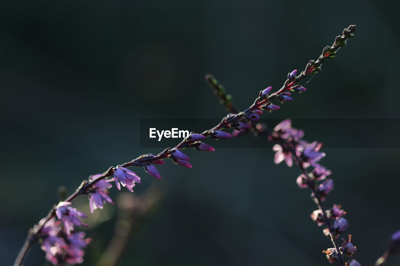 Close-up of purple flowers