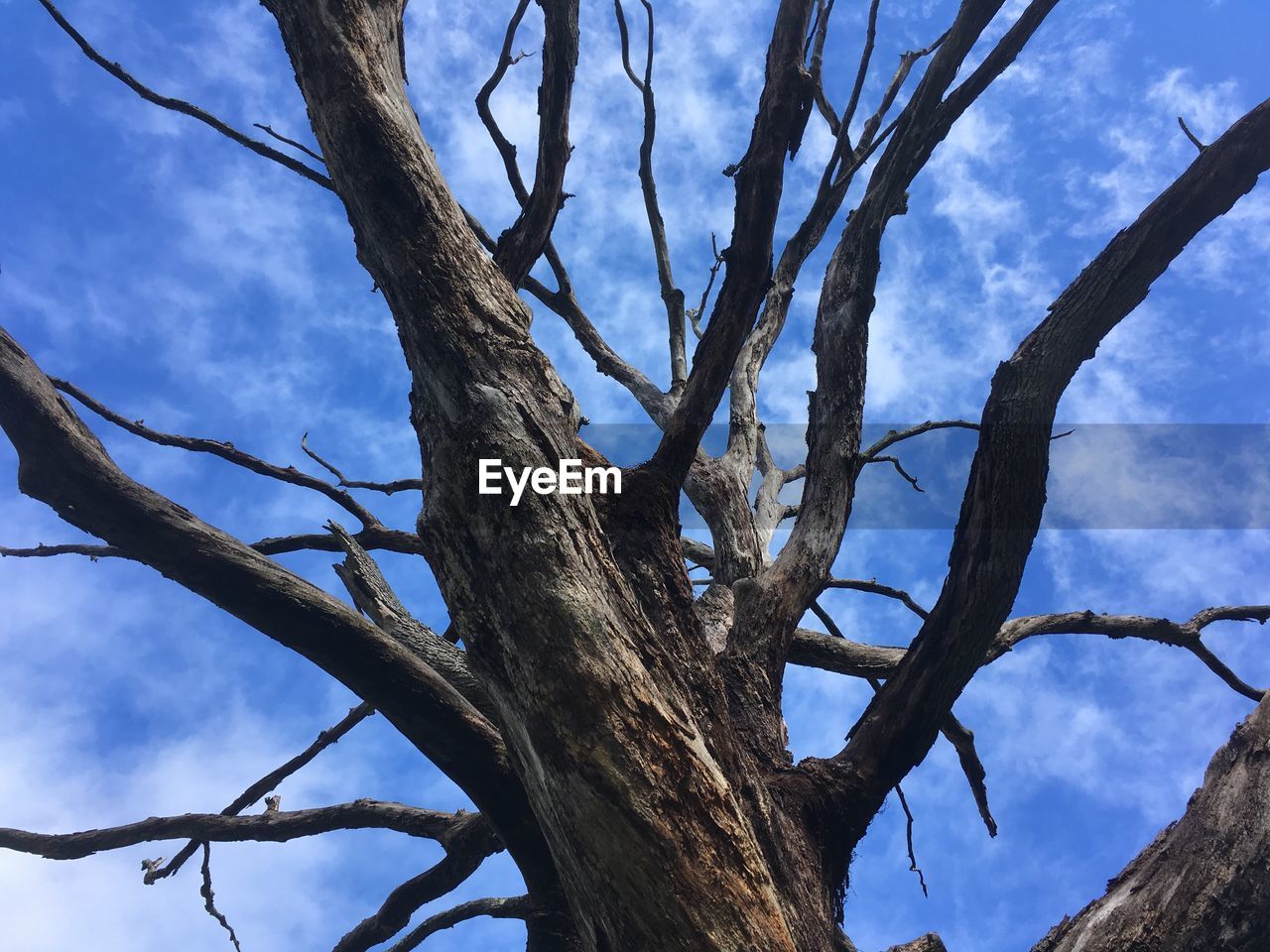 LOW ANGLE VIEW OF TREE AGAINST SKY