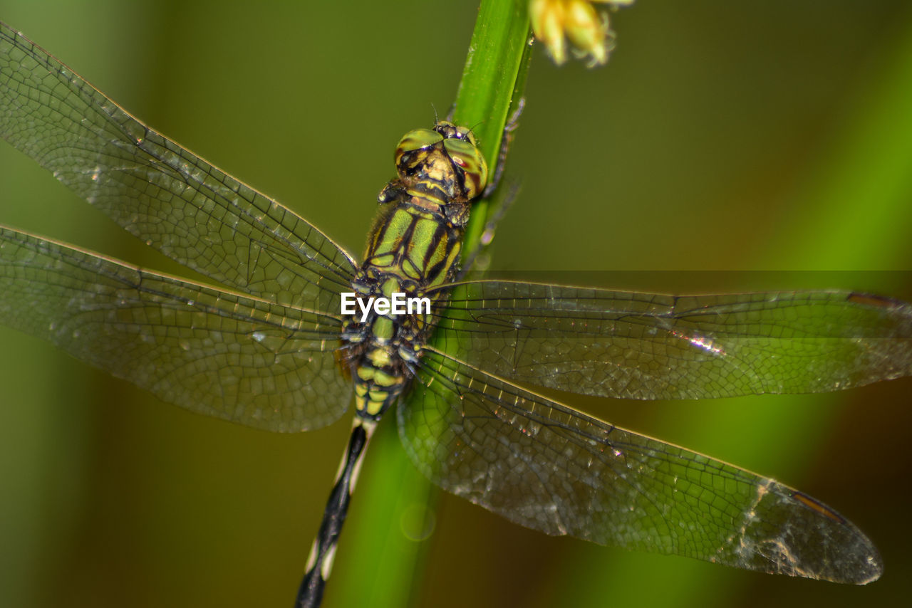 CLOSE-UP OF DRAGONFLY ON PLANT