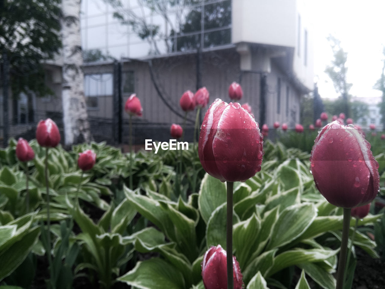 Close-up of red flowers growing outdoors