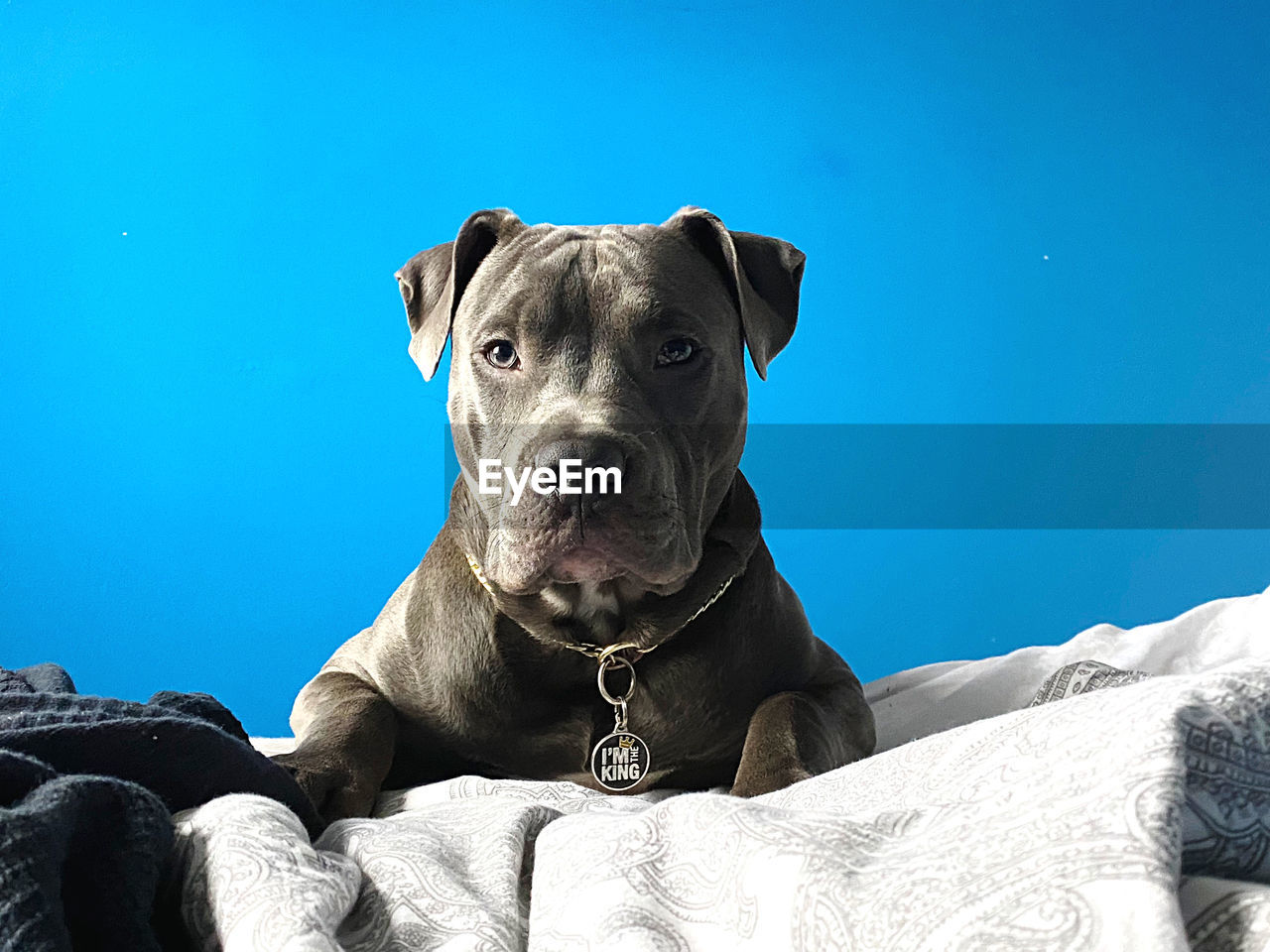 American staffordshire terrier 
