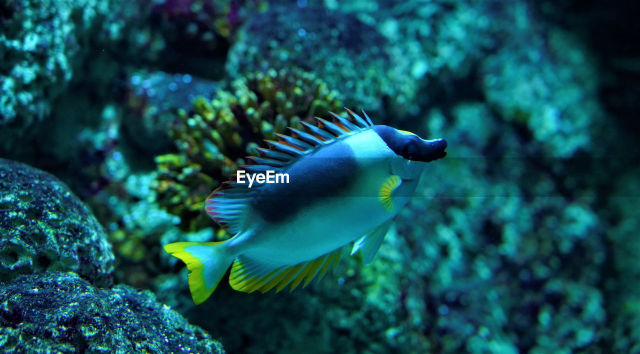 Close-up of fish swimming in sea