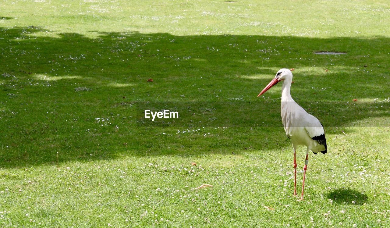 SIDE VIEW OF BIRD ON GRASS