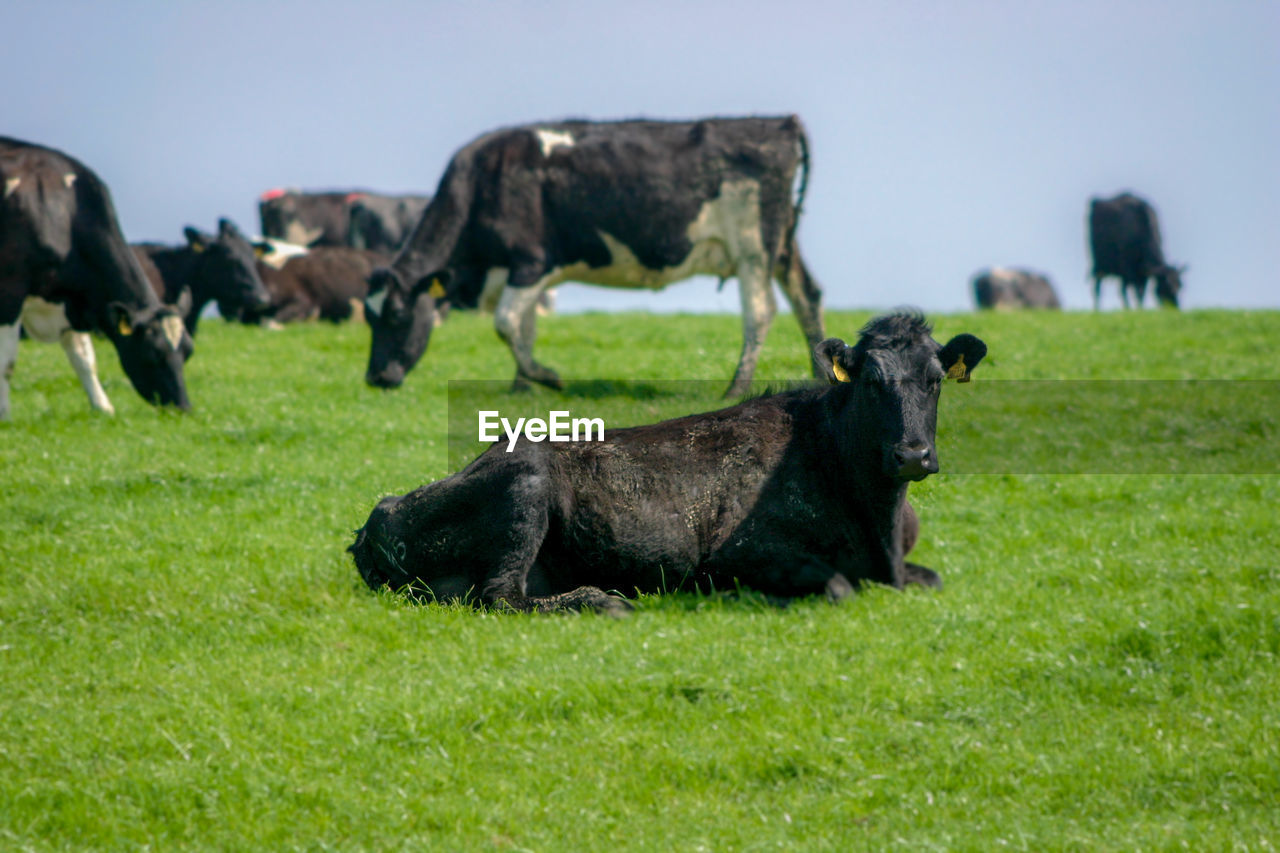 COWS GRAZING ON FIELD