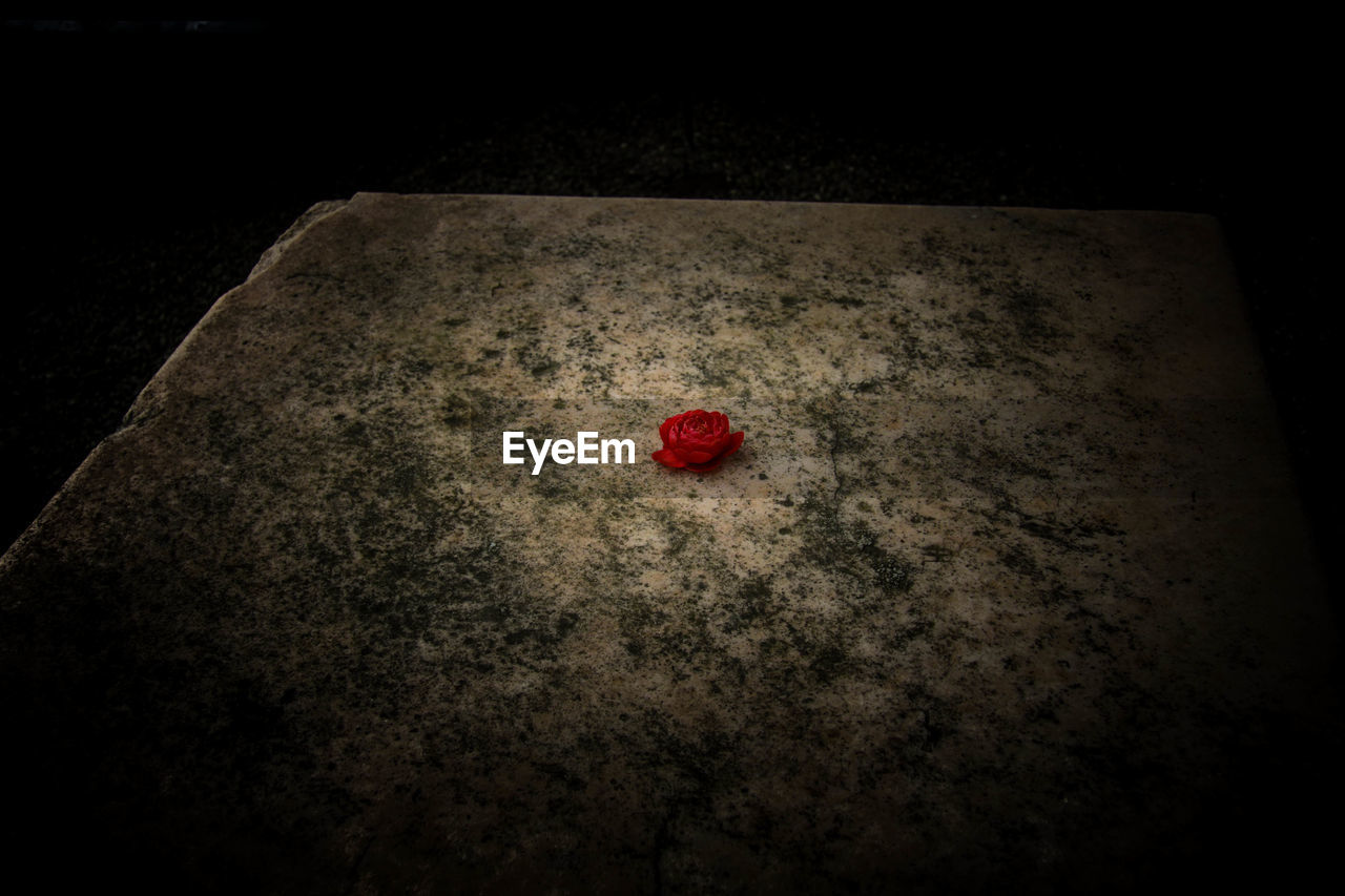 Red water lily on marble top