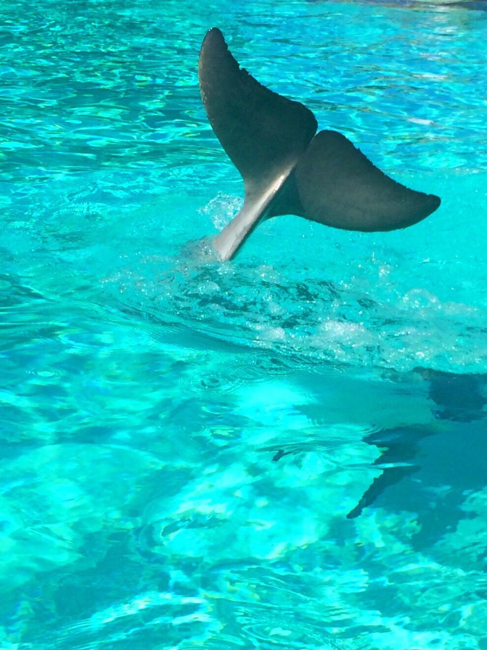 WOMAN SWIMMING IN SWIMMING POOL