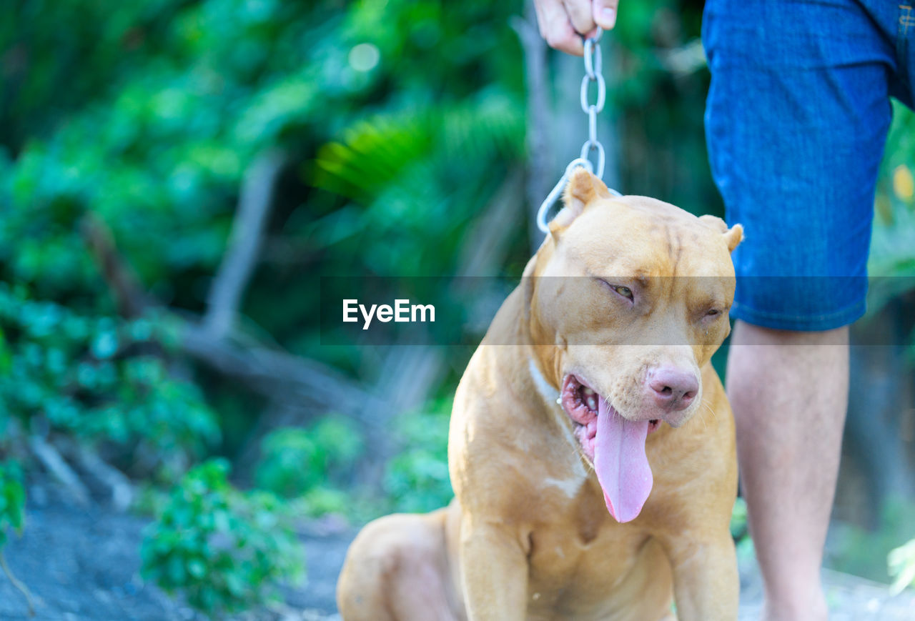 American pit bull terrier dog feeling tired and bored with owner, pet and dangerous dog concept