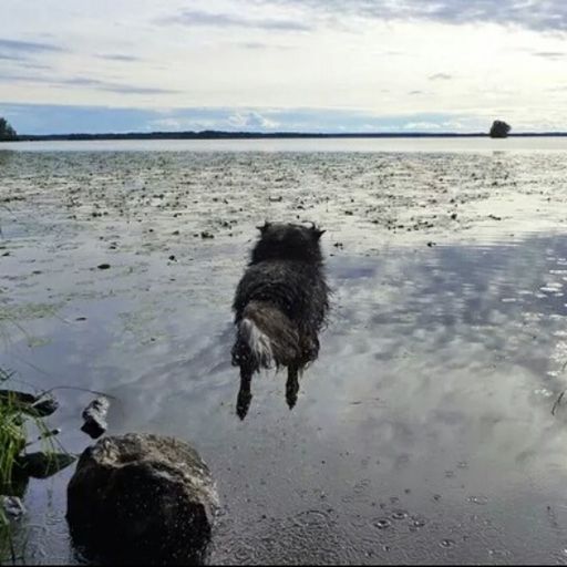 DOG STANDING ON BEACH