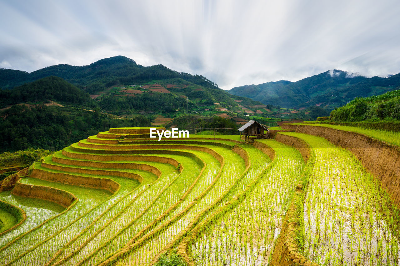 Scenic view of agricultural field against sky