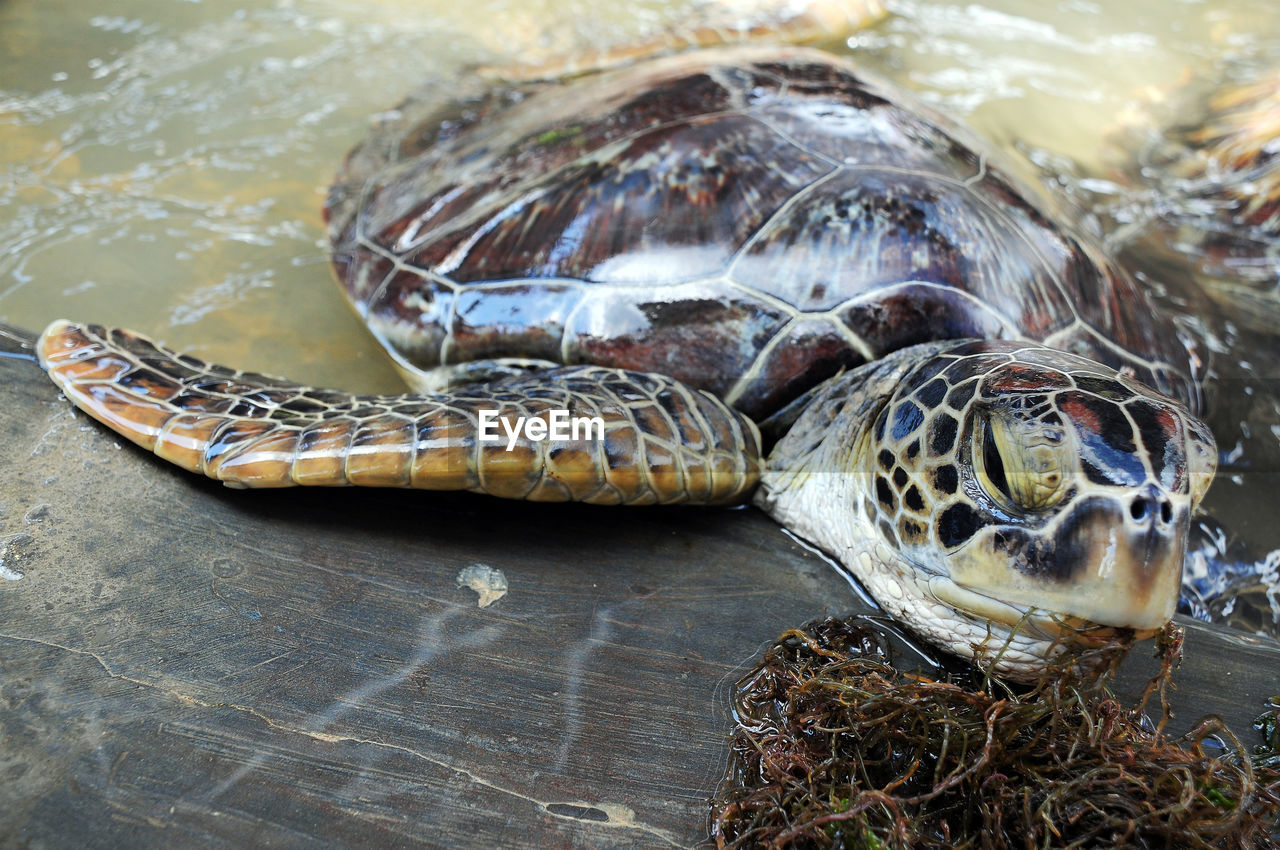 CLOSE-UP OF TURTLE IN THE WATER