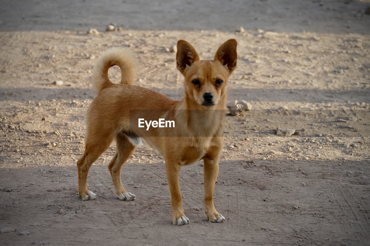 PORTRAIT OF DOGS ON SAND