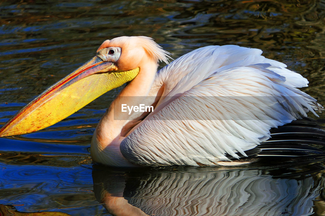 CLOSE-UP OF PELICAN SWIMMING ON LAKE